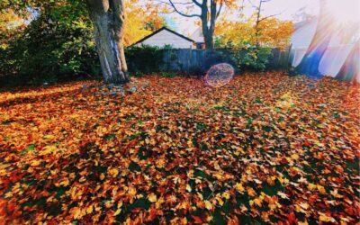 Priprema travnjaka za jesen i hladnije dane